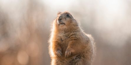 groundhog