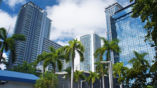 Buildings and palm trees